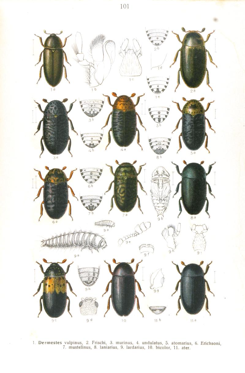 Reitter-1911-plate101