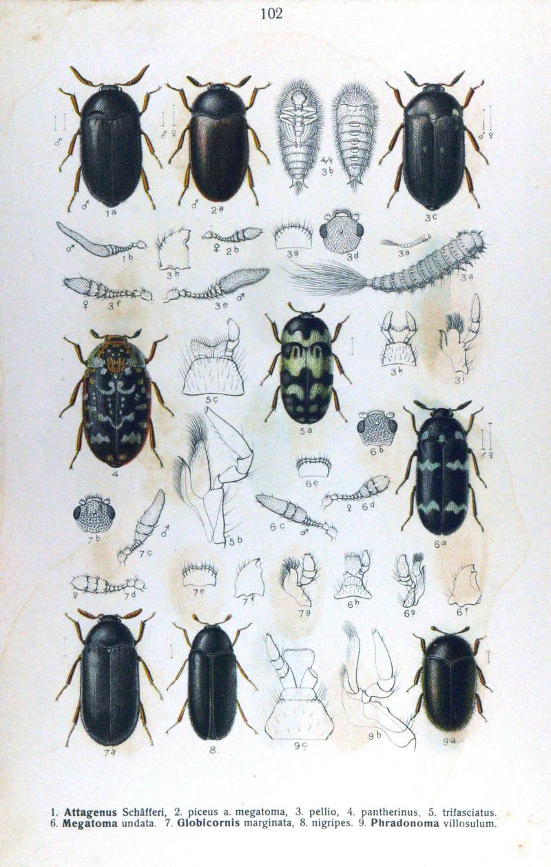 Reitter-1911-plate102
