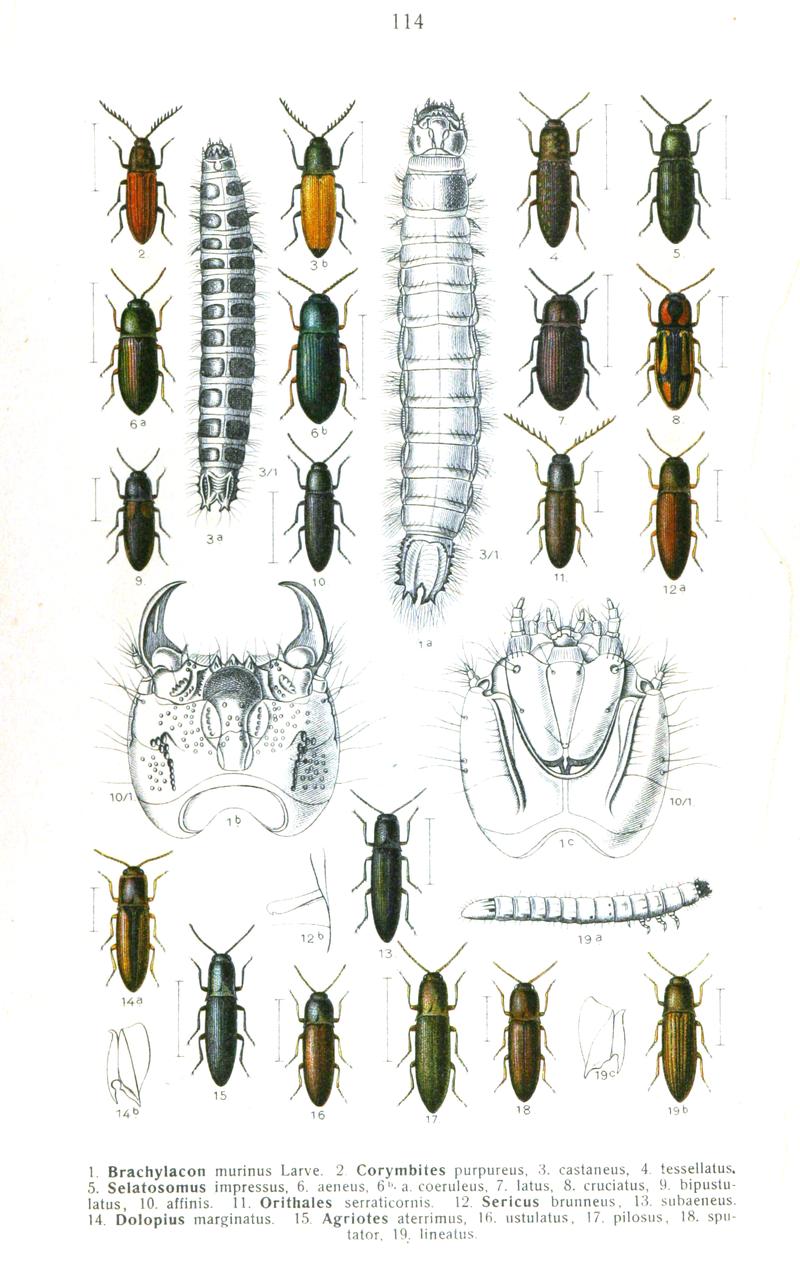 Reitter-1911-plate114