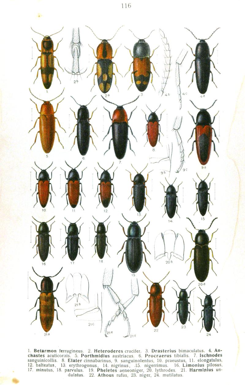 Reitter-1911-plate116