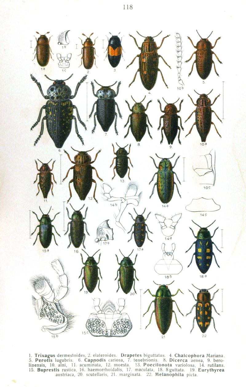 Reitter-1911-plate118