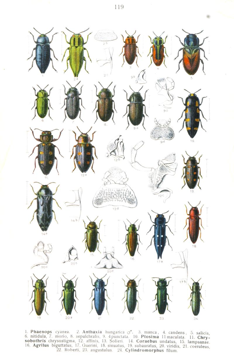 Reitter-1911-plate119