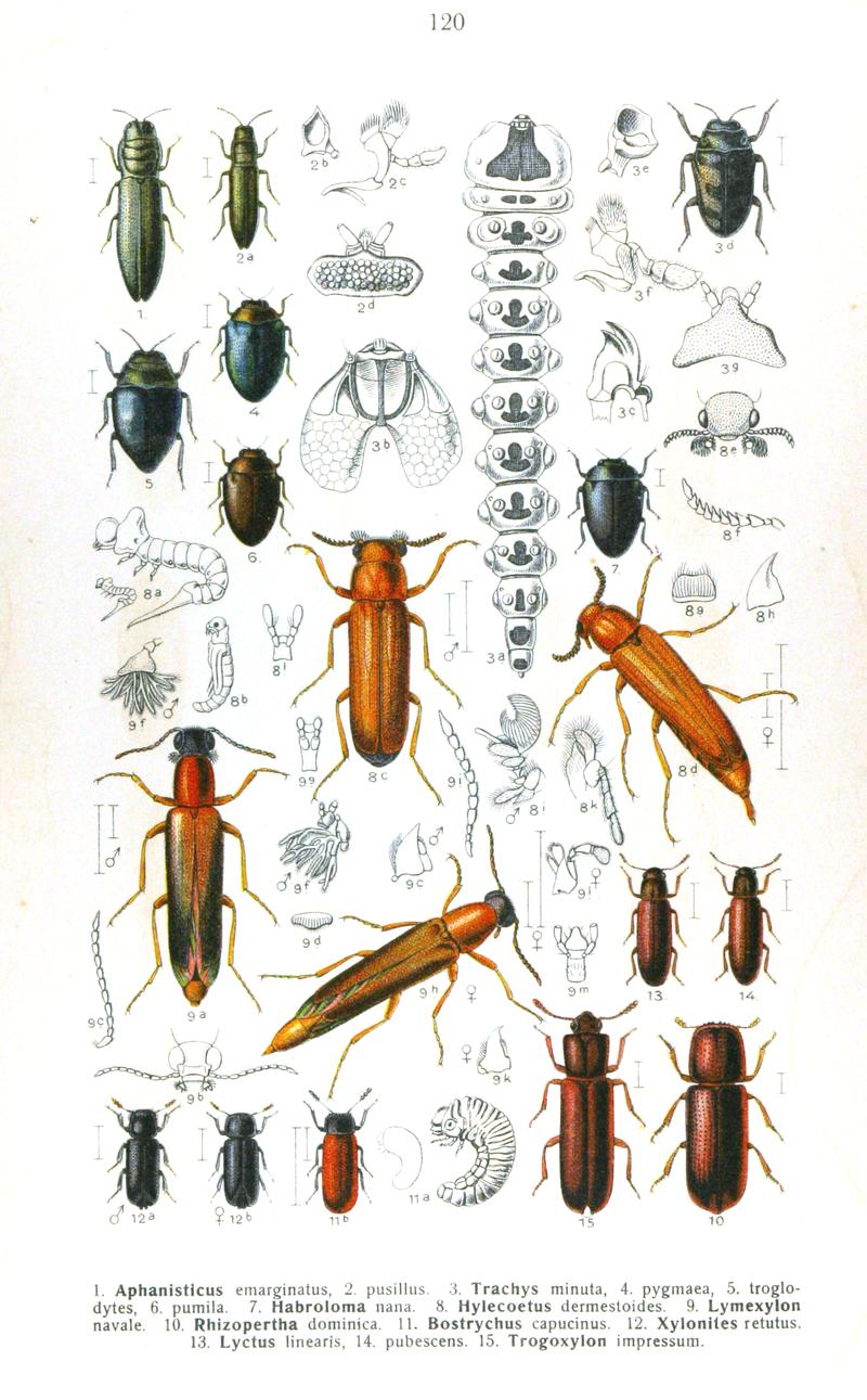 Reitter-1911-plate120