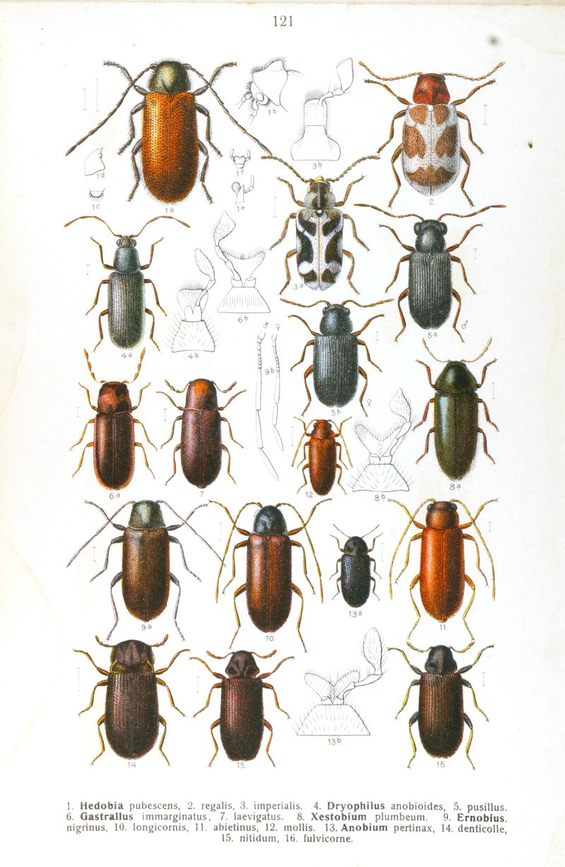 Reitter-1911-plate121