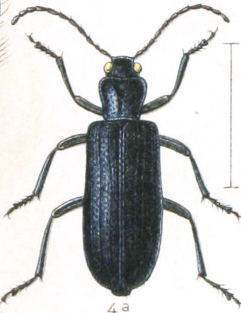 Reitter-1911-plate125 Ditylus laevis