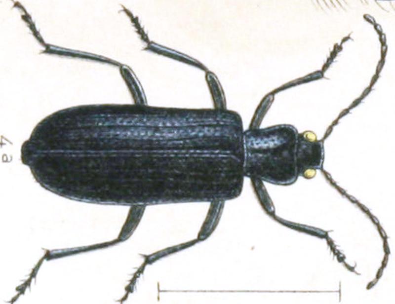Reitter-1911-plate125 Ditylus laevis rotated