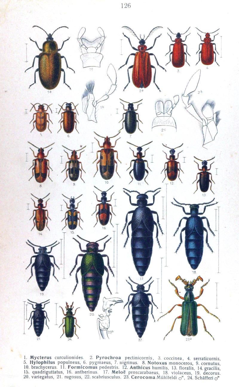Reitter-1911-plate126