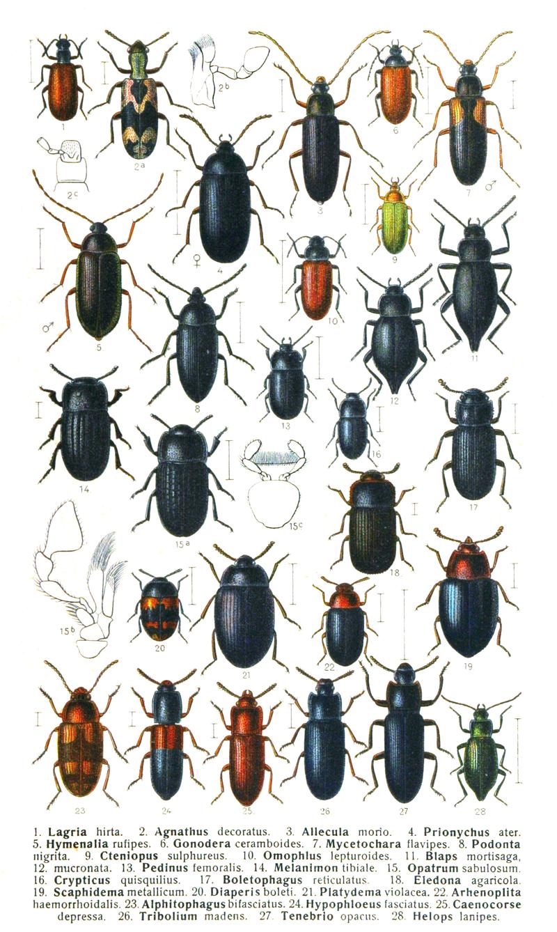 Reitter-1911-plate128