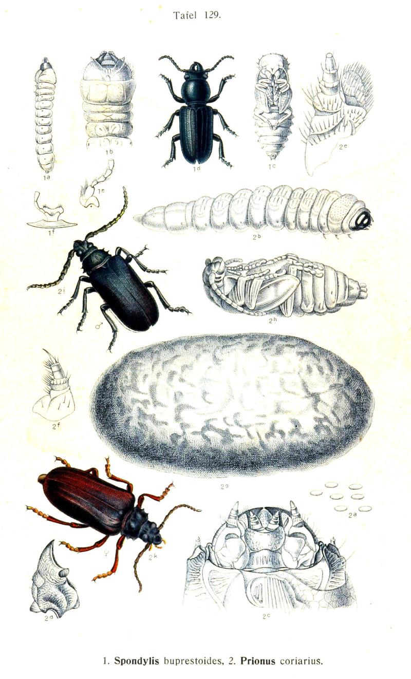 Reitter-1912 bugs3129