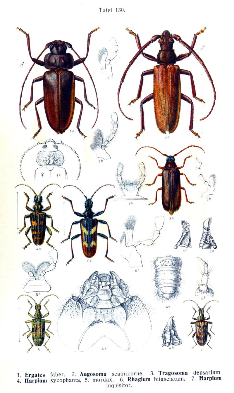 Reitter-1912 bugs3130