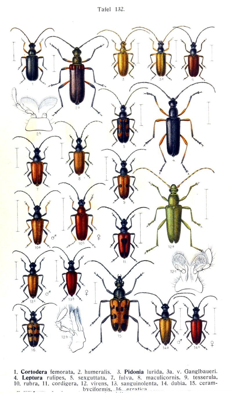 Reitter-1912 bugs3132