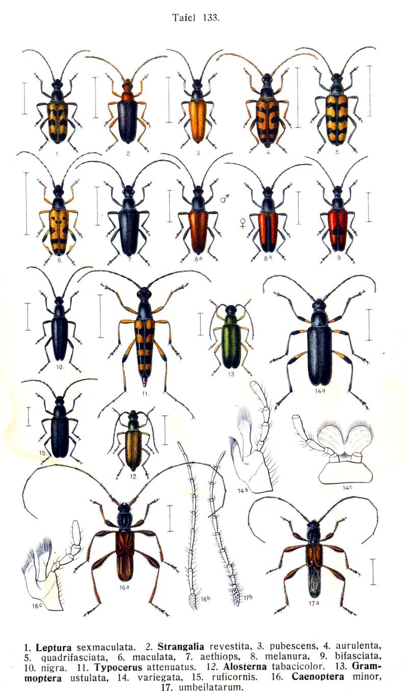 Reitter-1912 bugs3133