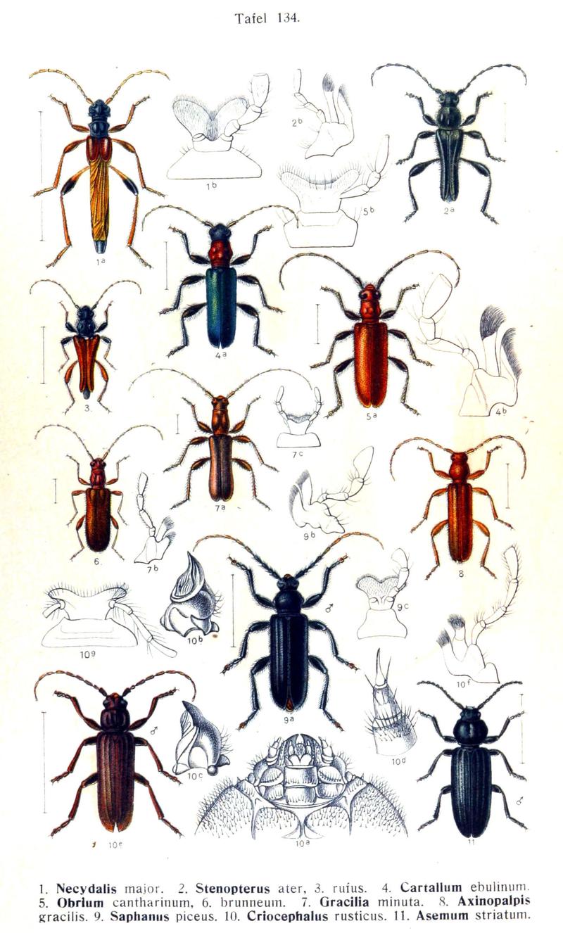 Reitter-1912 bugs3134