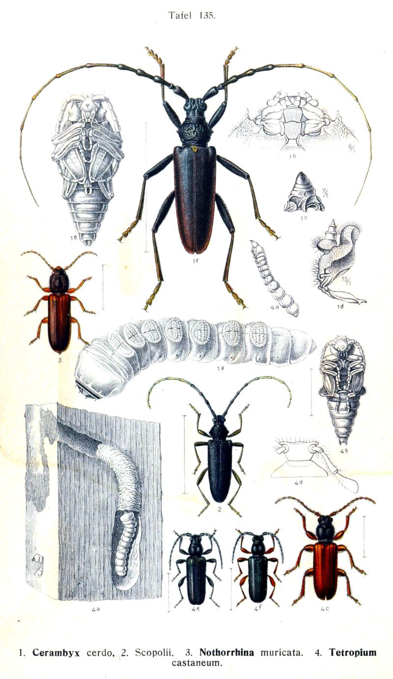 Reitter-1912 bugs3135