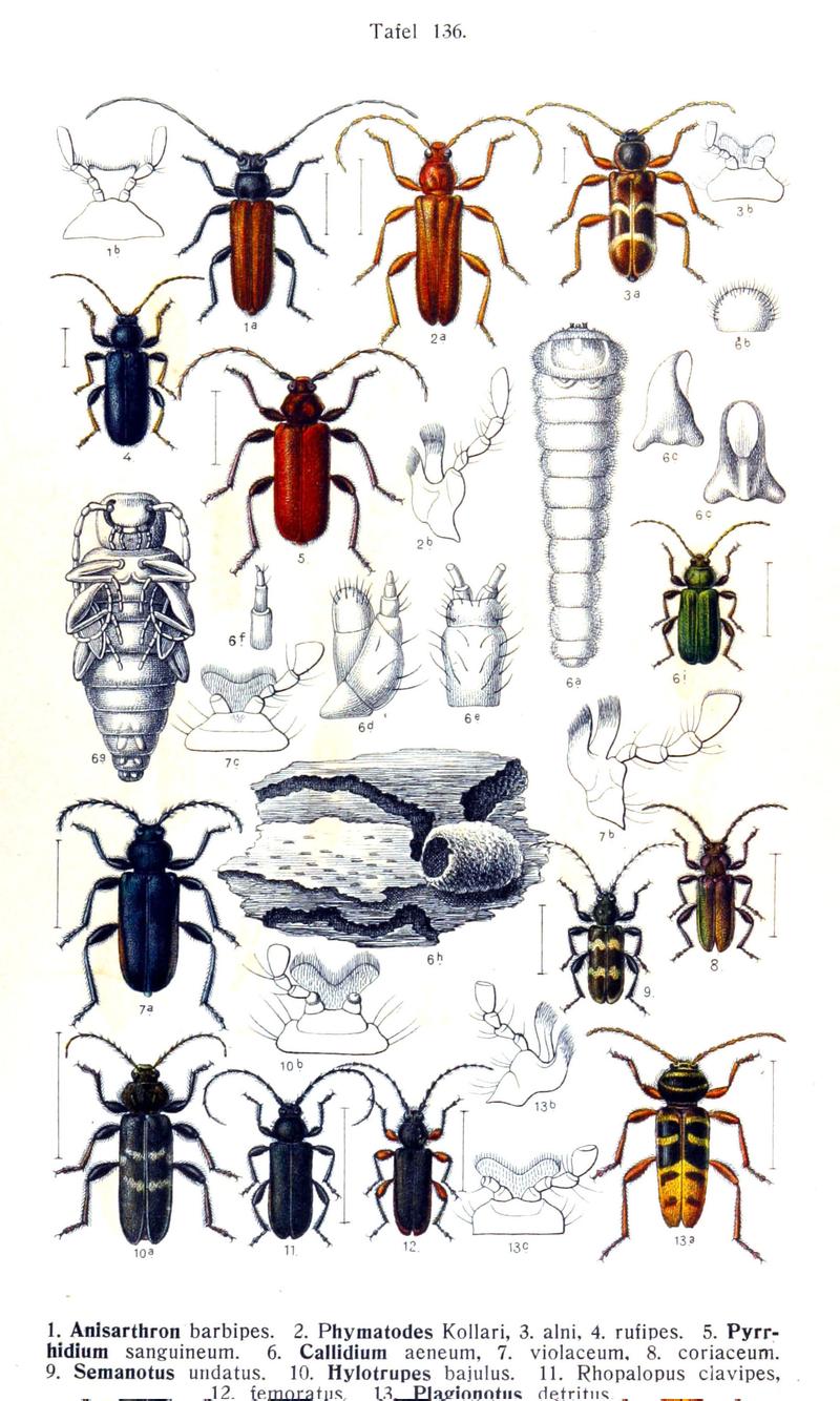 Reitter-1912 bugs3136