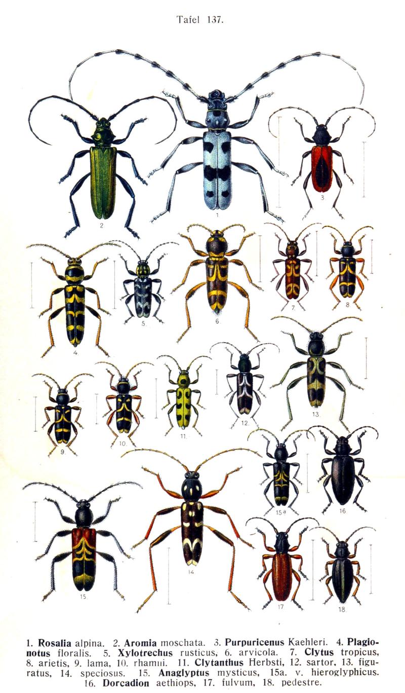 Reitter-1912 bugs3137