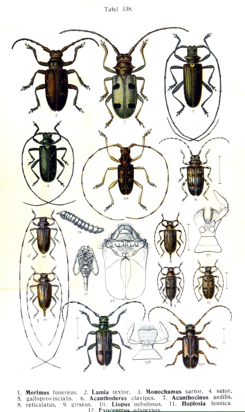 Reitter-1912 bugs3138