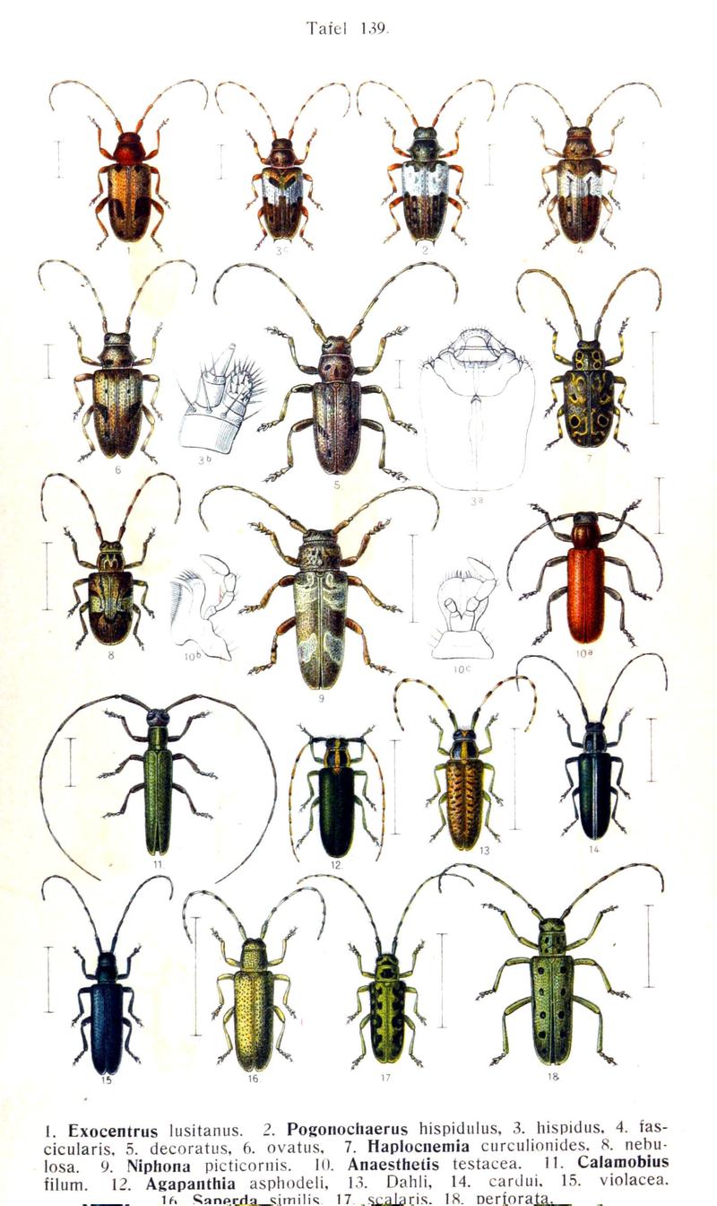 Reitter-1912 bugs3139