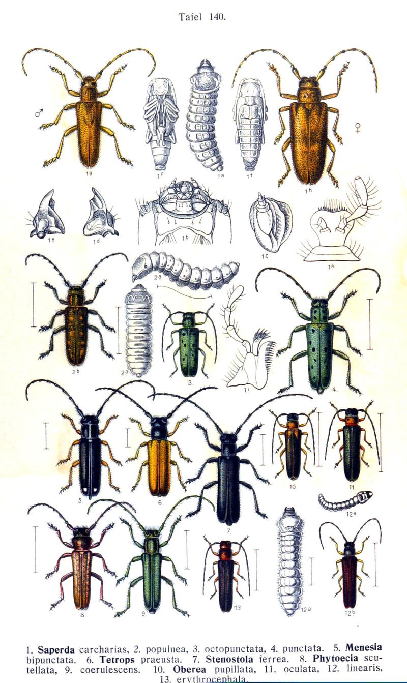 Reitter-1912 bugs3140