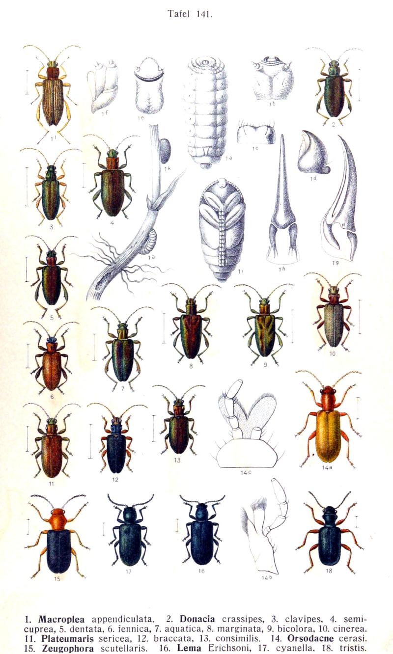 Reitter-1912 bugs3141