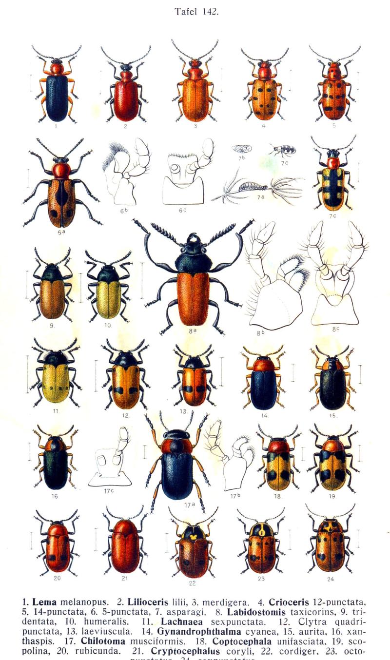 Reitter-1912 bugs3142