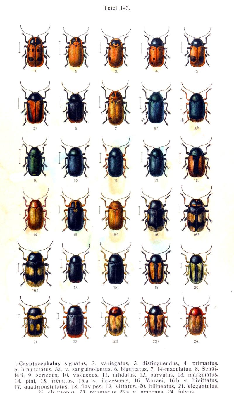 Reitter-1912 bugs3143