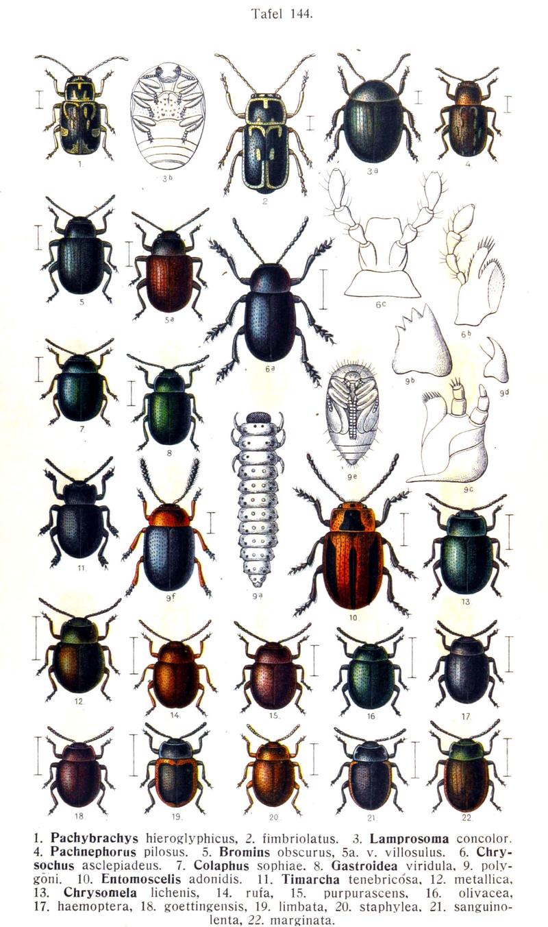 Reitter-1912 bugs3144