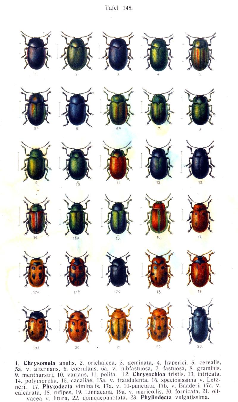 Reitter-1912 bugs3145