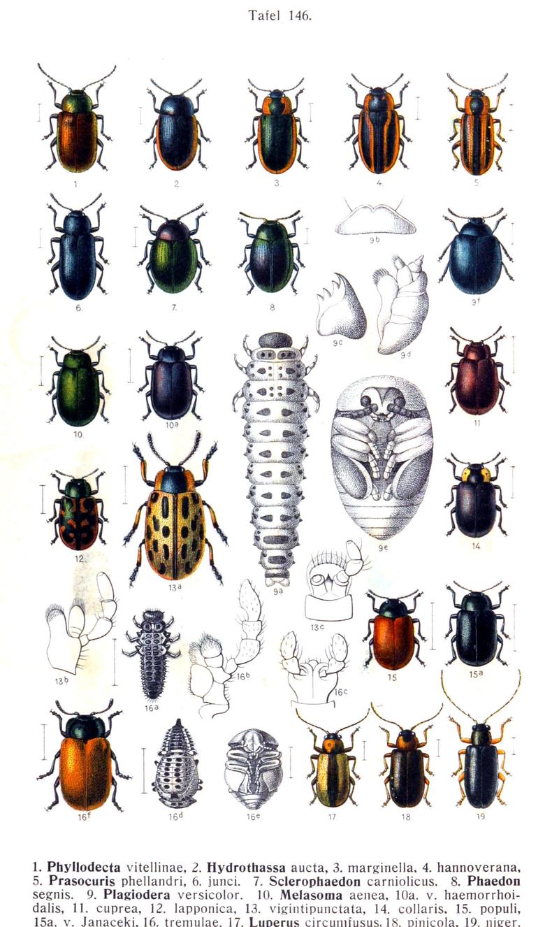 Reitter-1912 bugs3146