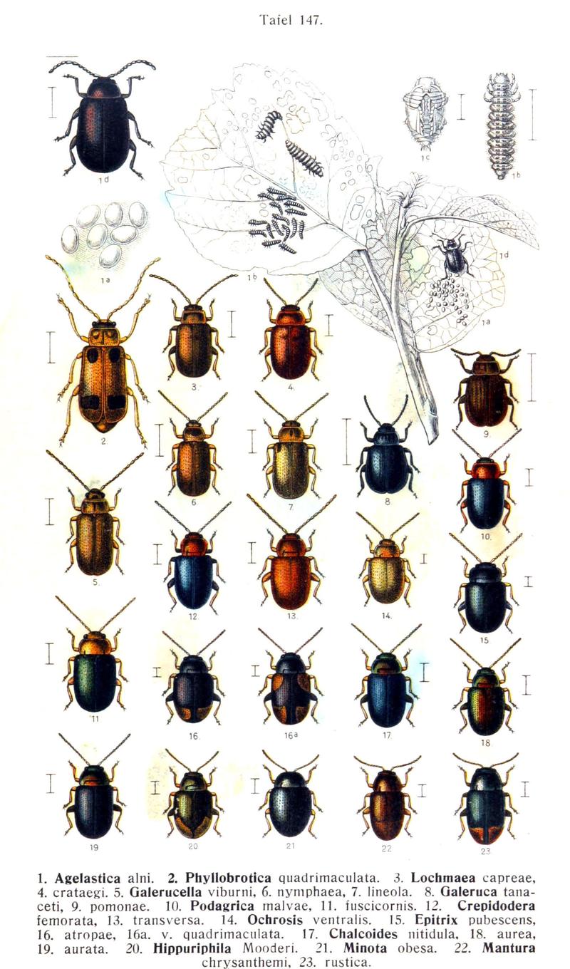 Reitter-1912 bugs3147