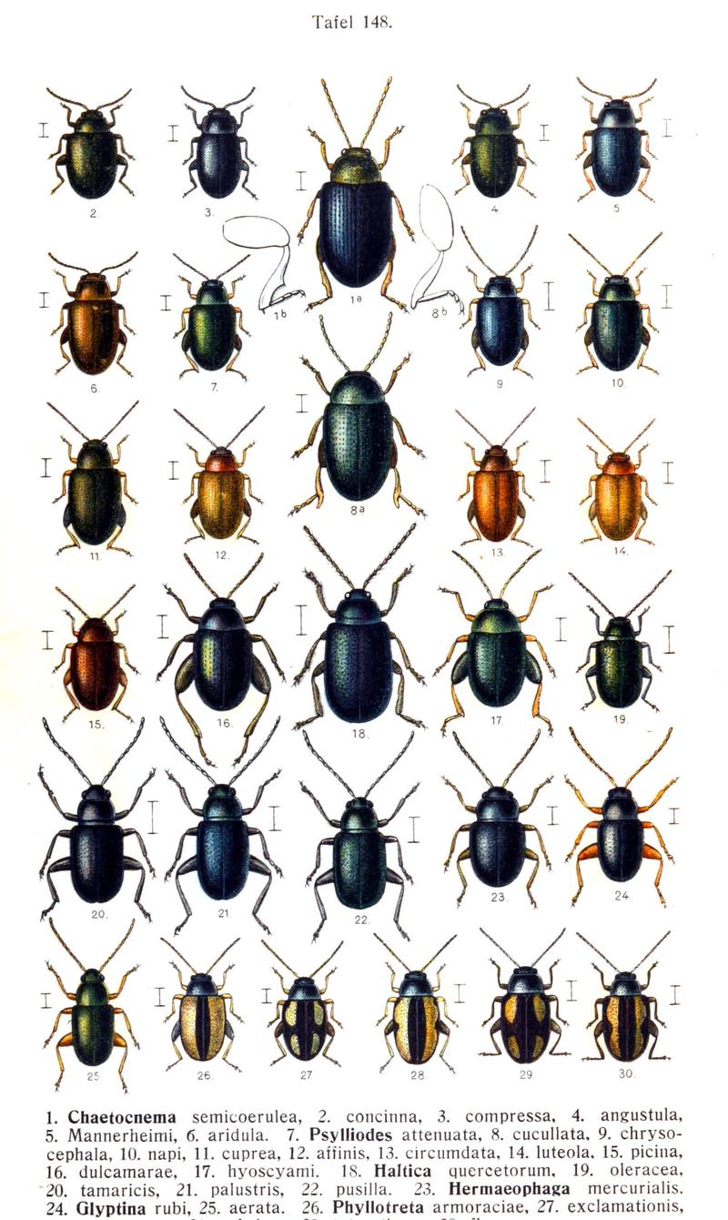Reitter-1912 bugs3148