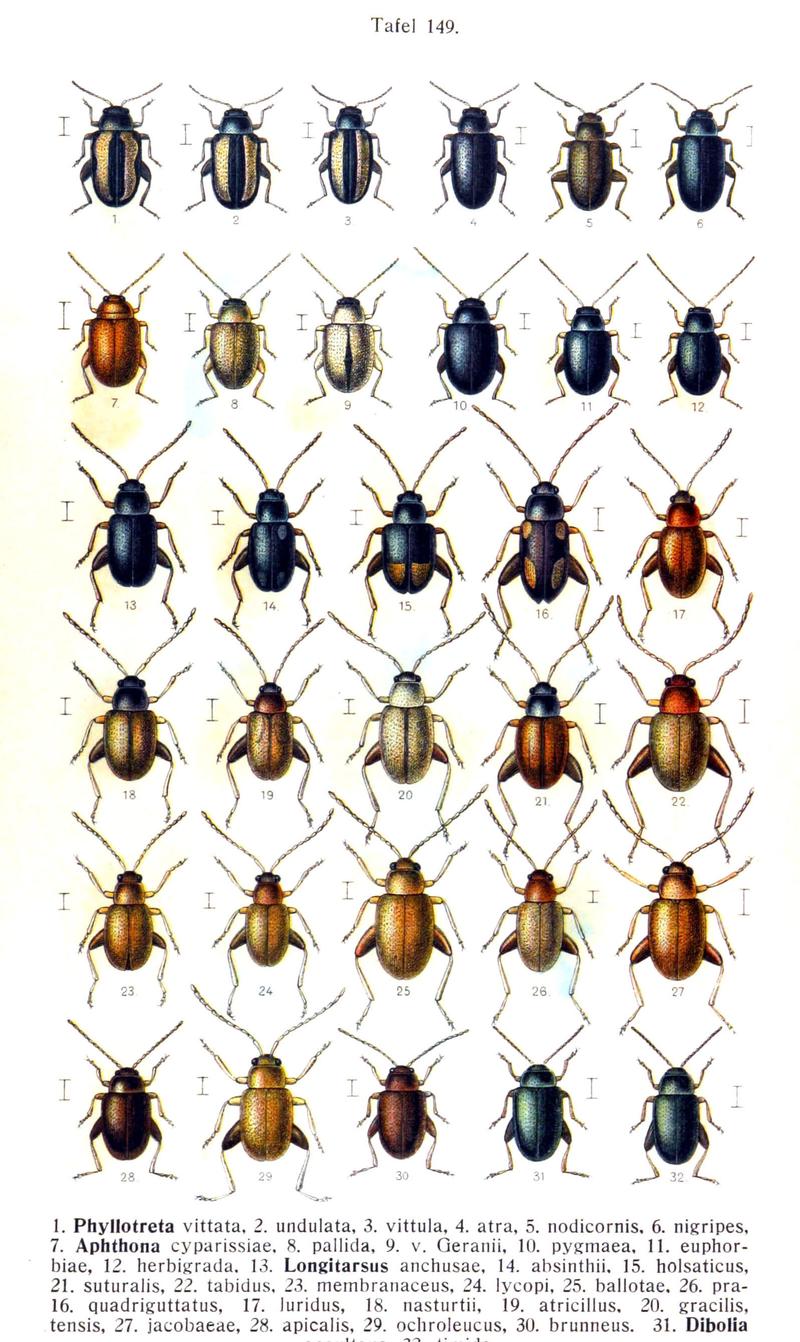 Reitter-1912 bugs3149