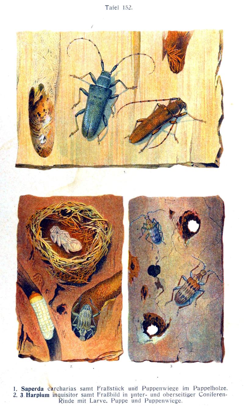 Reitter-1912 bugs3152