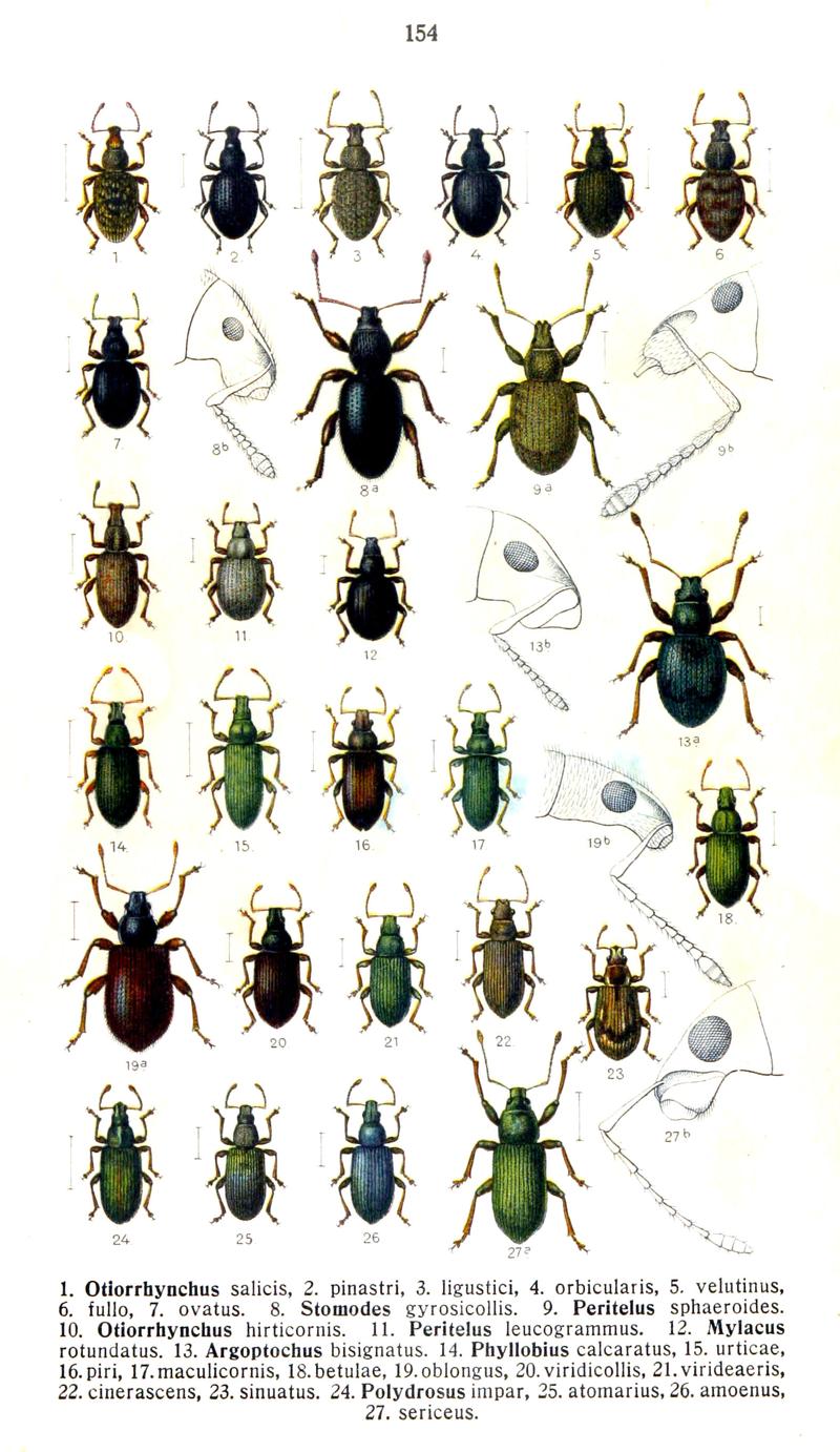 Reitter-1916-plate154