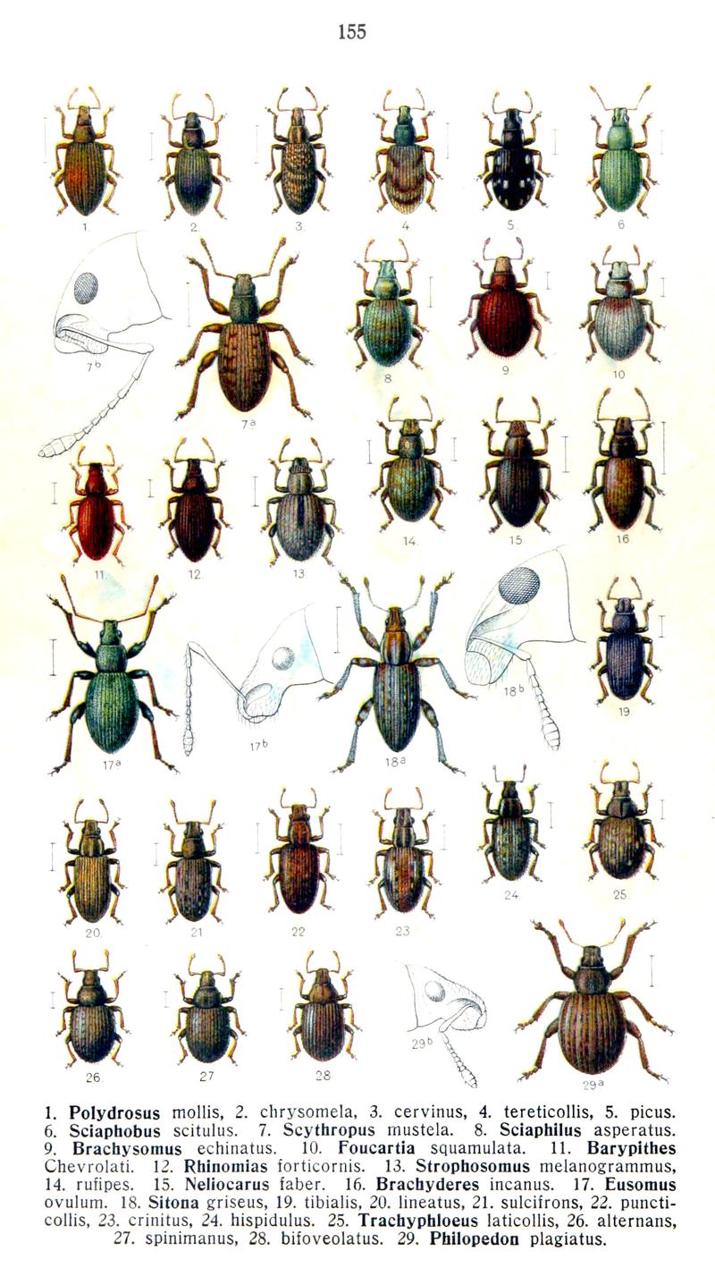 Reitter-1916-plate155