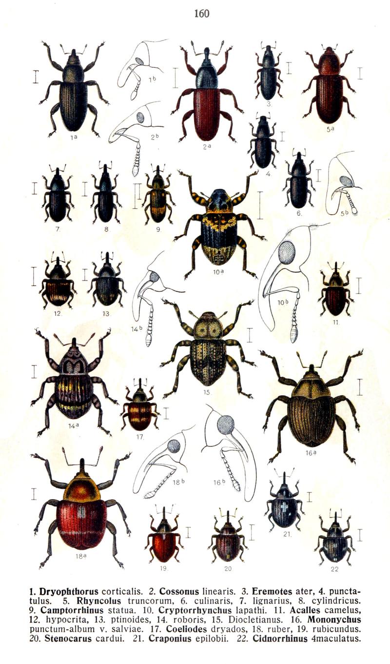 Reitter-1916-plate160