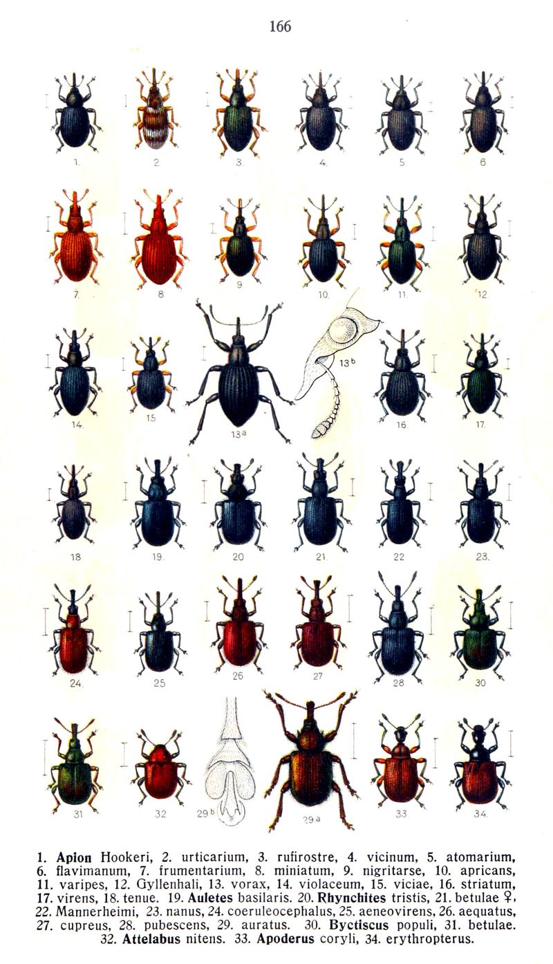 Reitter-1916-plate166
