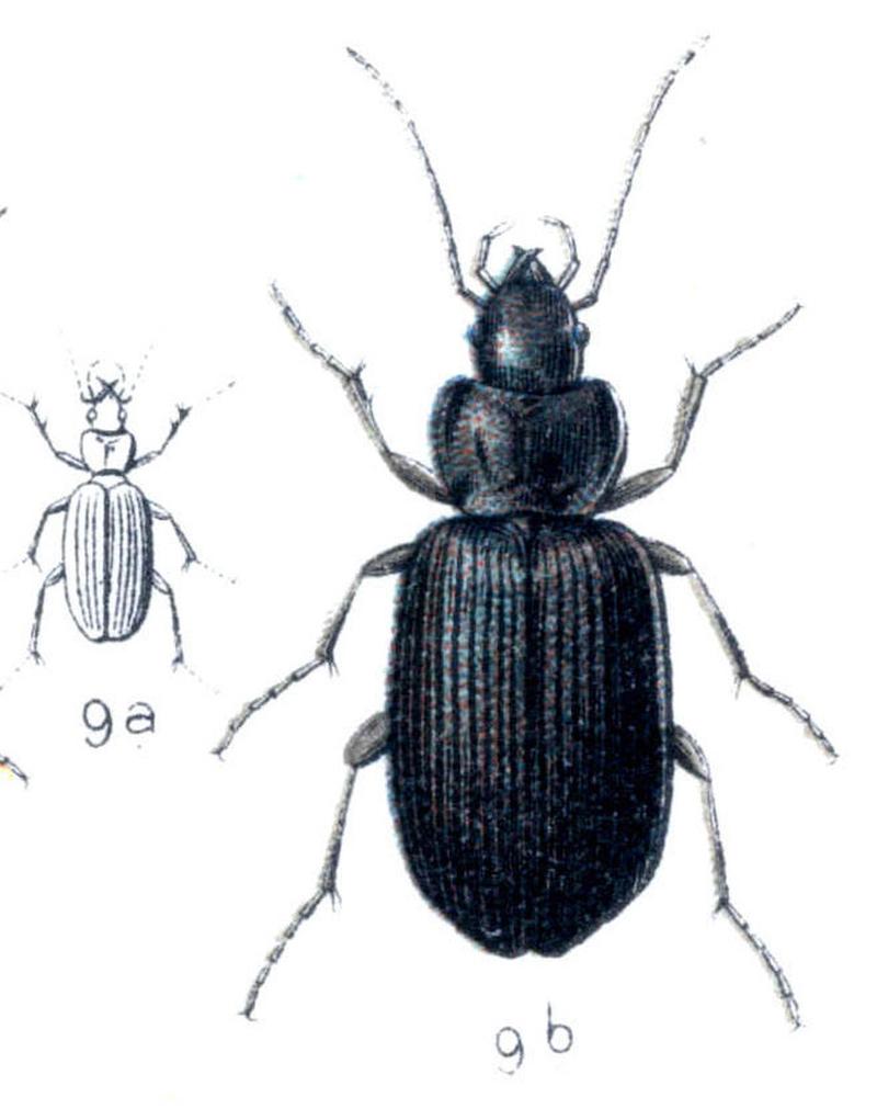 Reitter Agonum versutum (cropped)