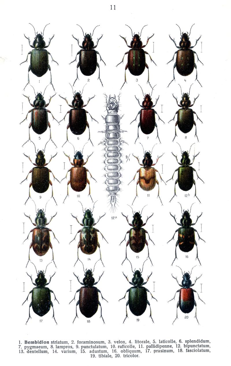 Reitter Bembidion1