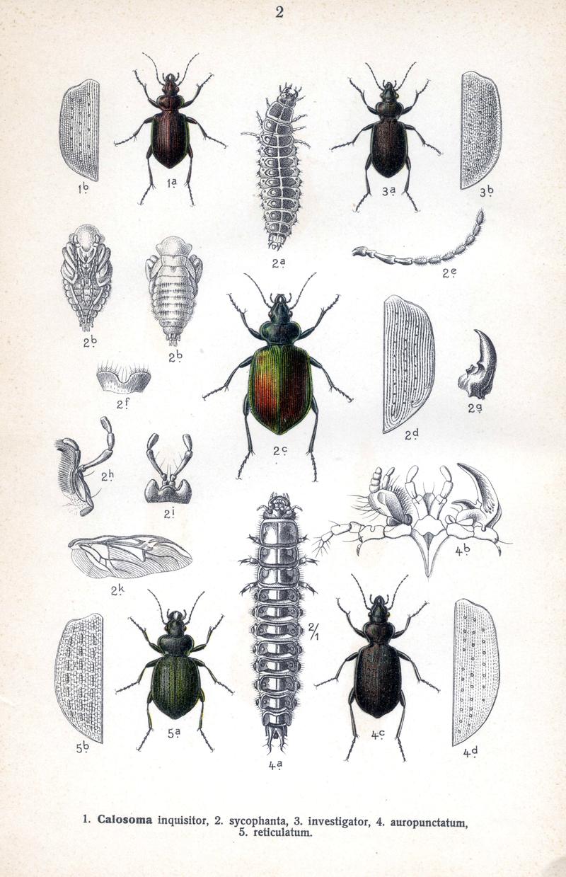 Reitter Calosoma