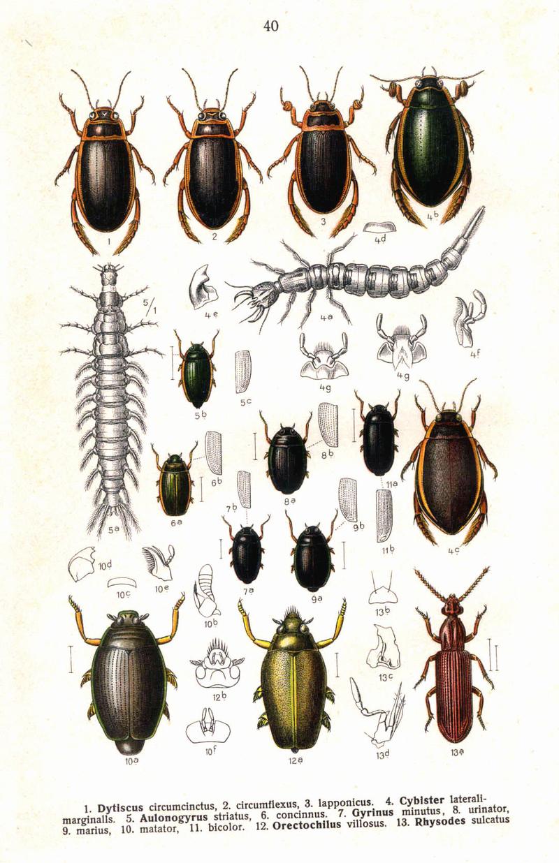 Reitter Dytiscus u.a. 2