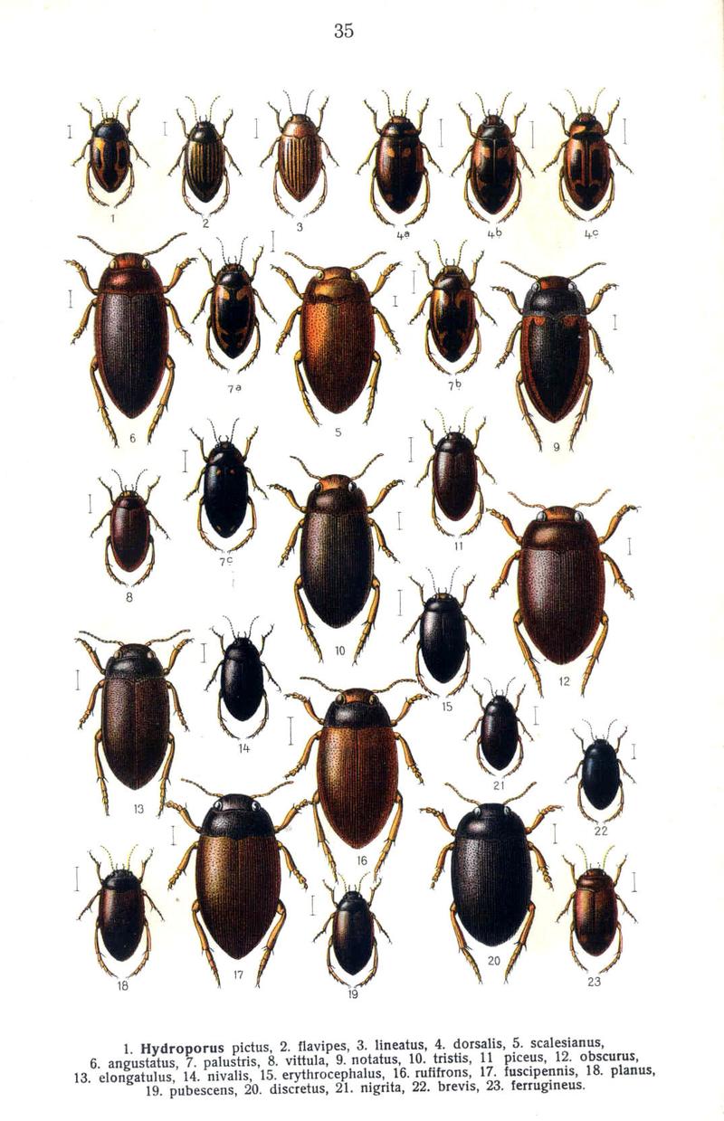Reitter Hydroporus 2