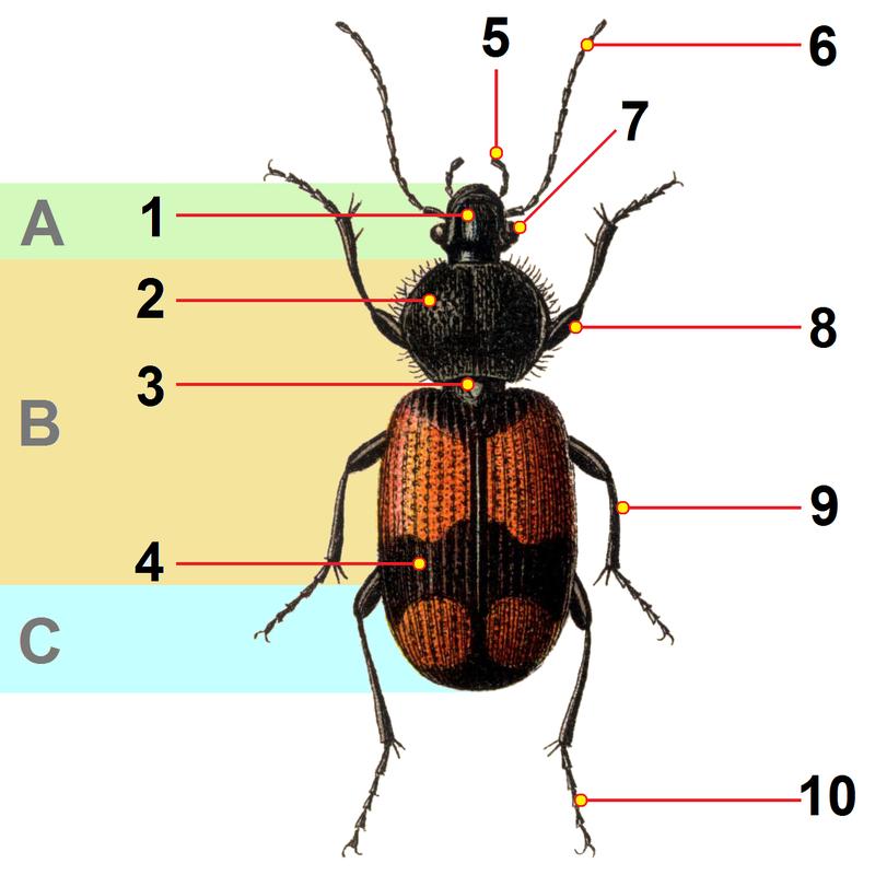 Reitter Panagaeus beetle tagged
