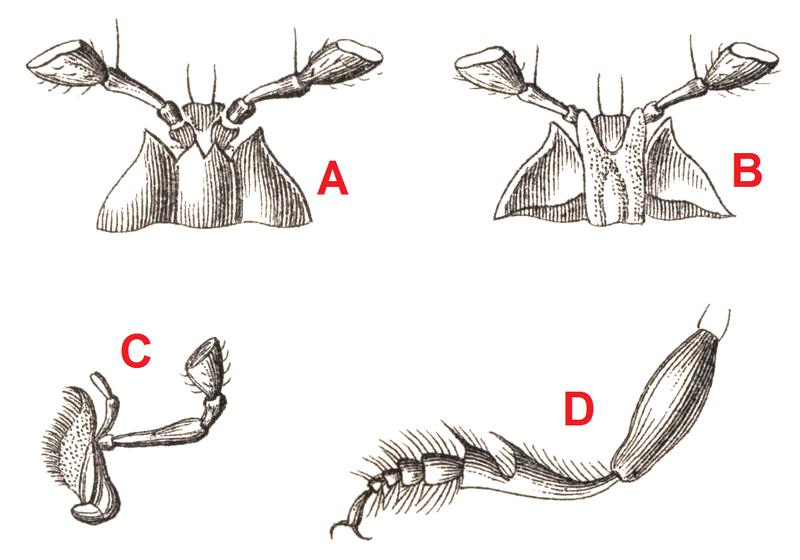 Reitter Panagaeus bodyparts