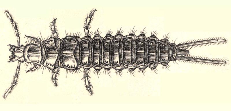 Reitter Panagaeus larva.