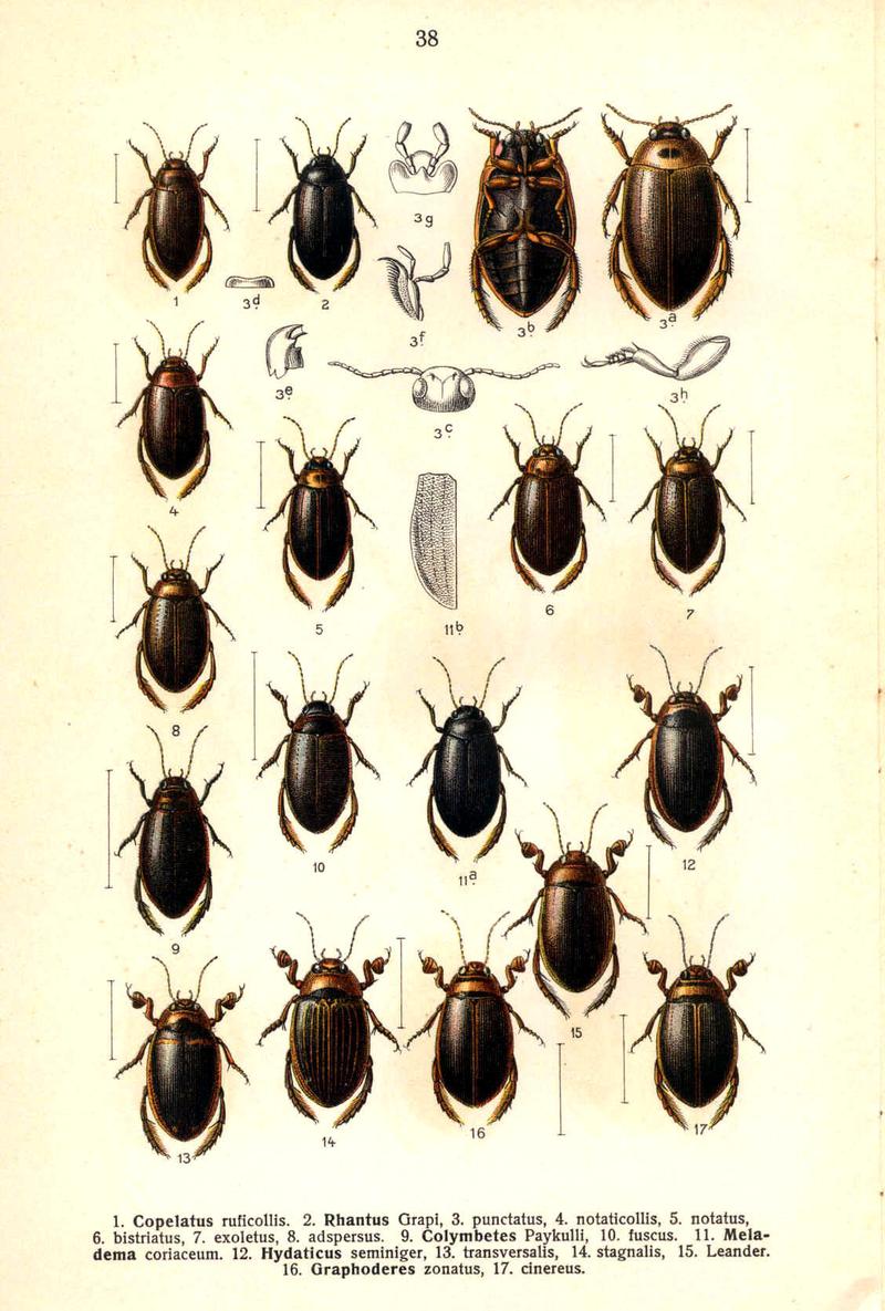 Reitter Rhantus u. a.