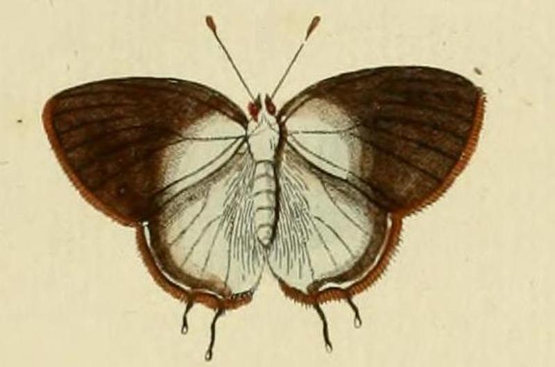 Rekoa palegon