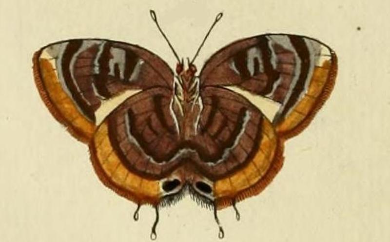 Rekoa palegon1
