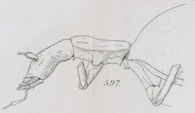 René Jeannel, Révision des Bathysciinae -Leptodirus 597