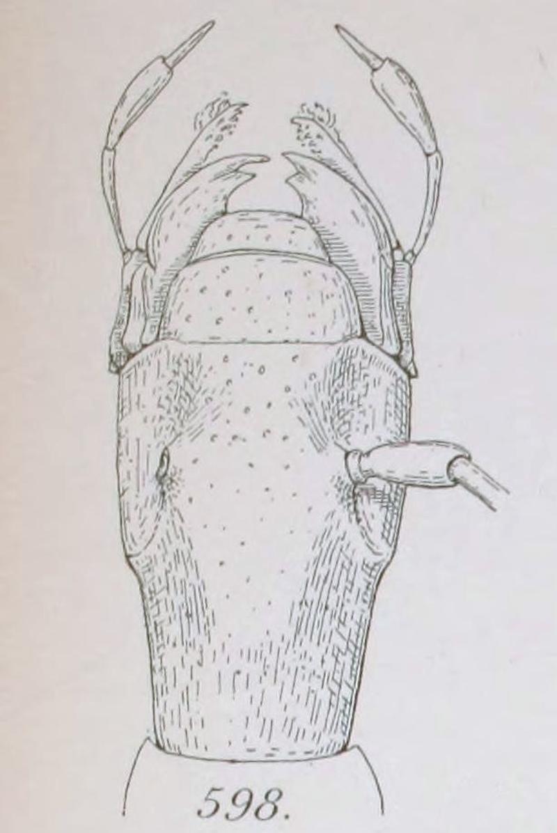 René Jeannel, Révision des Bathysciinae -Leptodirus 598